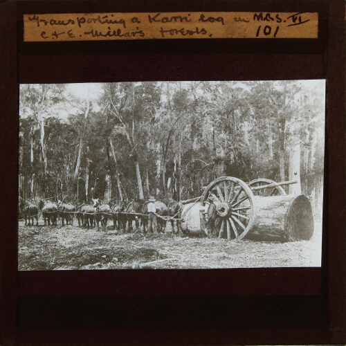 Transporting a Karri log in C.& E. Millar's forests