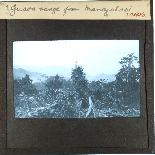 Guava range from Mangulasi