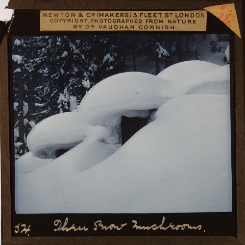 Three Snow Mushrooms