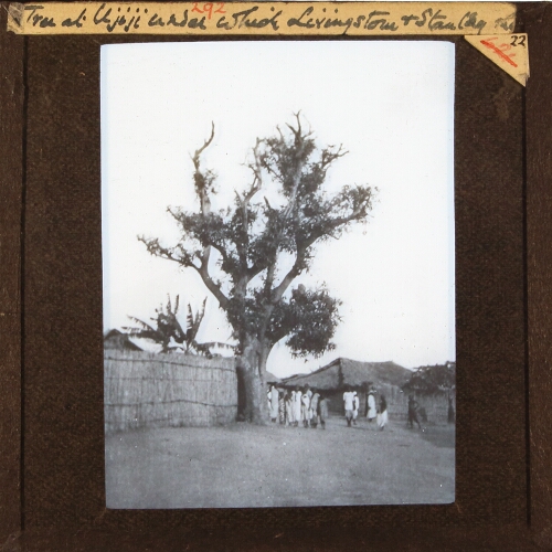 Tree at Ujiji under which Livingstone & Stanley [met]
