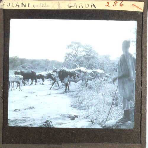 FULANI cattle [22] GARUA