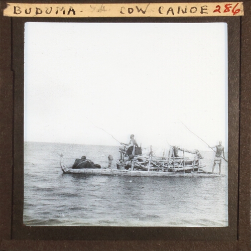 BUDUMA COW CANOE [74]