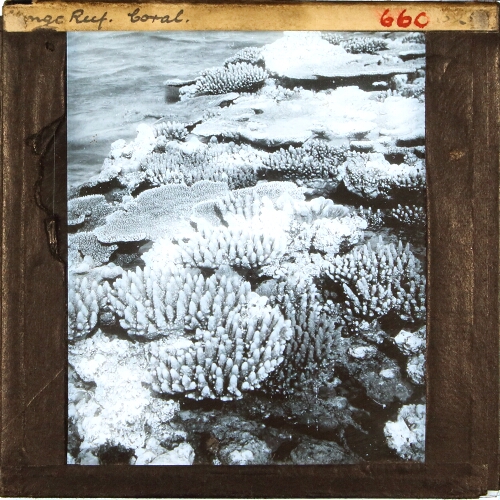 Sponge reef. Coral