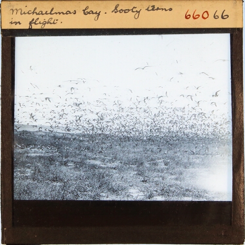 Michaelmas Bay. Sooty Terns in flight.