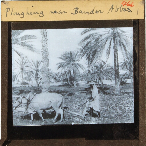 Ploughing near Bandar Abbas