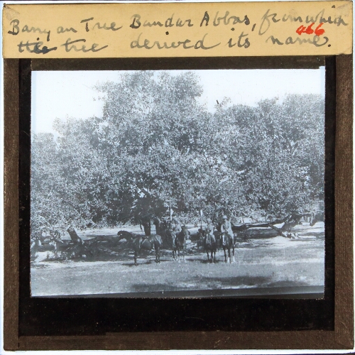 Banyan Tree Bandar Abbas, from which the tree derived its name