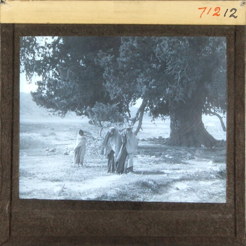 Three women standing in front of tree