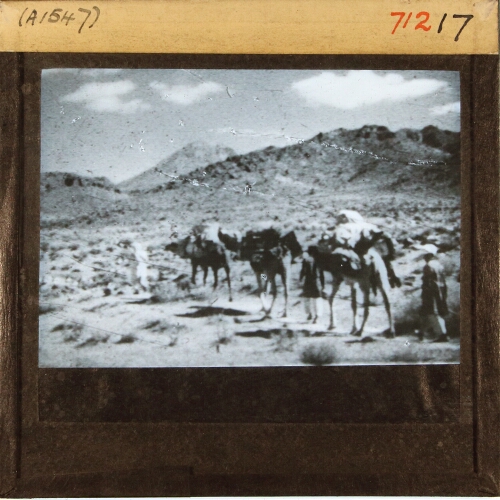 Men leading loaded camels in mountainous landscape