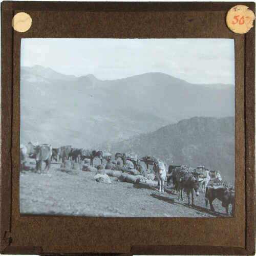 Group of loaded horses in mountainous landscape
