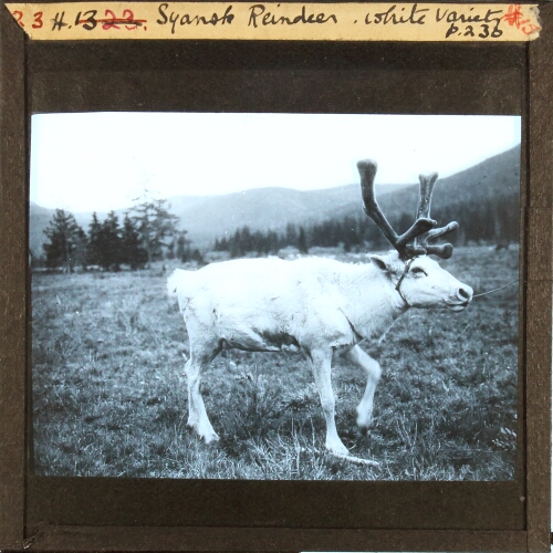 Syansk Reindeer, white variety