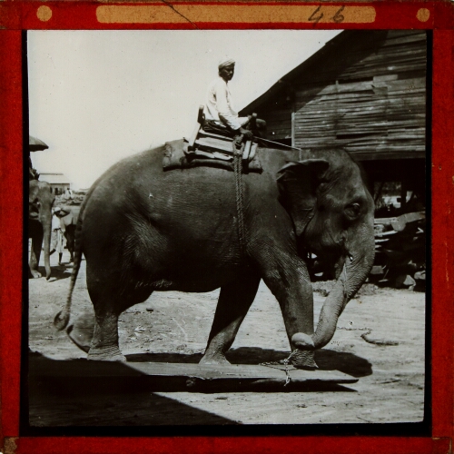 Rangoon -- Elephants