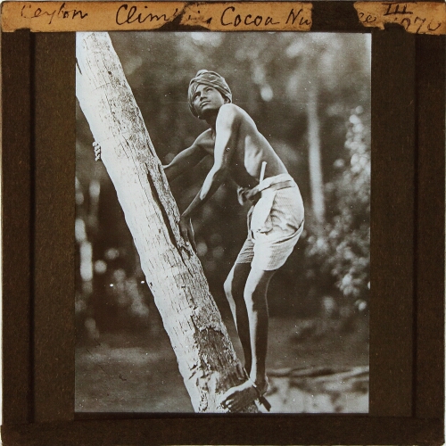 Ceylon. Climbing Cocoa Nut Tree