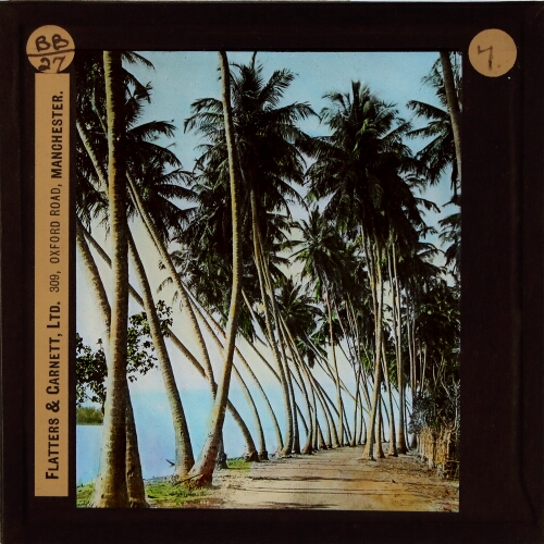 Cocoanut Palm grove, Ceylon
