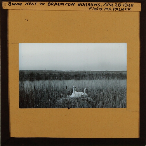 Swan Nest on Braunton Burrows