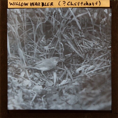 Willow Warbler (?Chiffchaff)