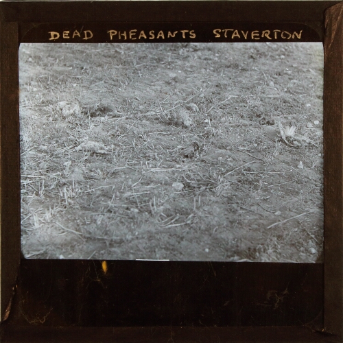 Dead Pheasants, Staverton