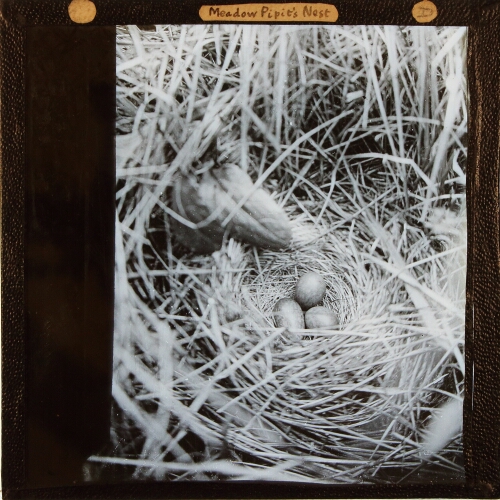 Meadow Pipit's Nest