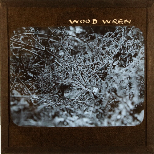 Wood Wren