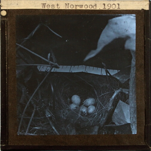 Robin Nest and Eggs, West Norwood 1901