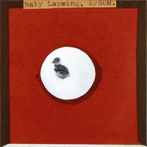 Baby Lapwing, Epsom