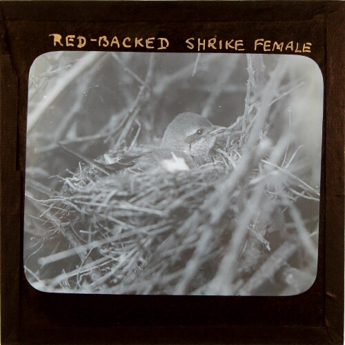 Red-Backed Shrike Female