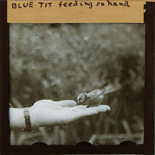Blue Tit feeding on hand
