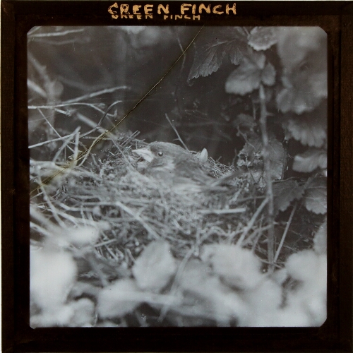 Green Finch