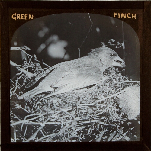 Green Finch