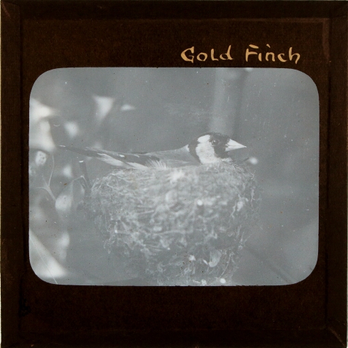 Gold Finch