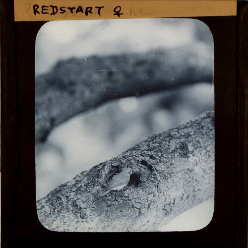 Redstart female