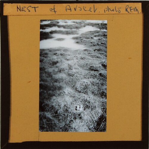 Nest of Avocet