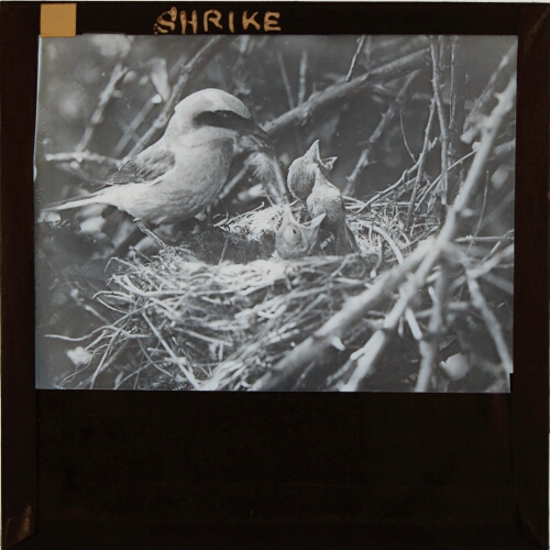 Shrike