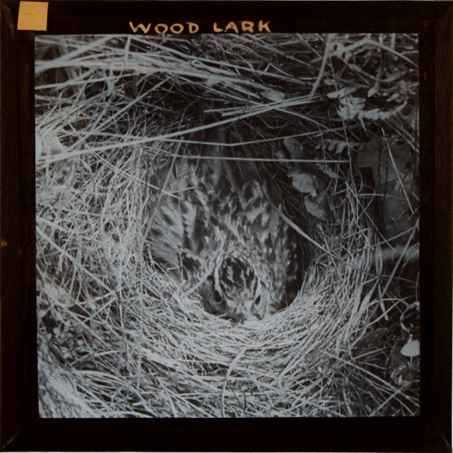 Wood Lark