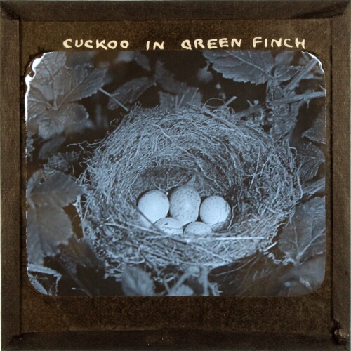Cuckoo in Green Finch