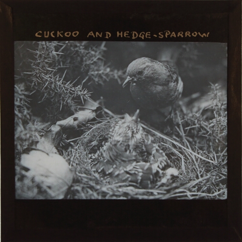 Cuckoo and Hedge-Sparrow