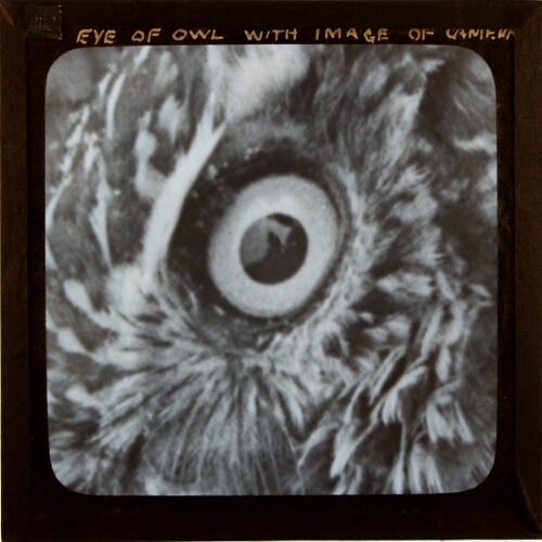 Eye of Owl with Image of Camera