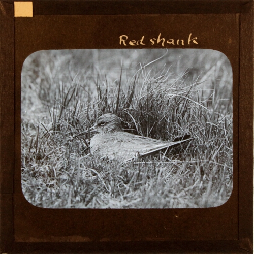 Redshank