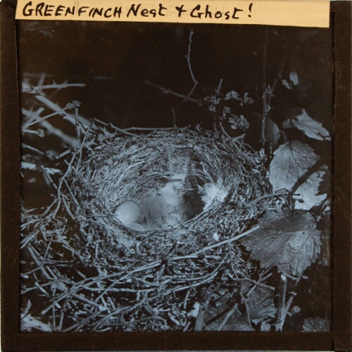 Greenfinch Nest and Ghost!