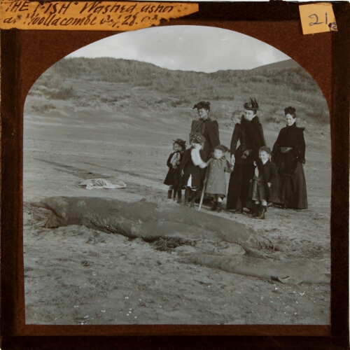 'The Fish' Washed ashore at Woollacombe Oct. 28 93