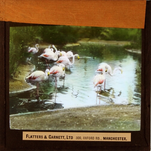 Group of flamingos standing in pool
