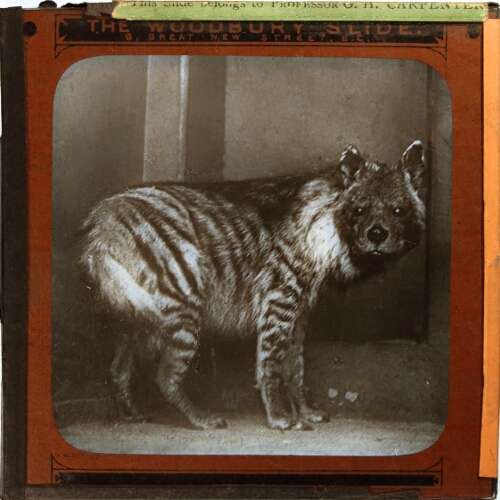 Striped Hyaena – secondary view of slide