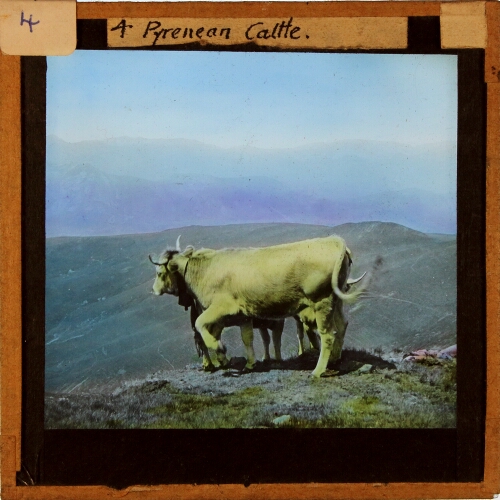 Pyrenean Cattle