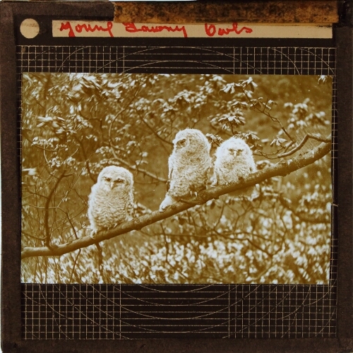 Young Tawny Owls