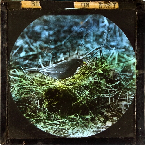 Blackbird on Nest