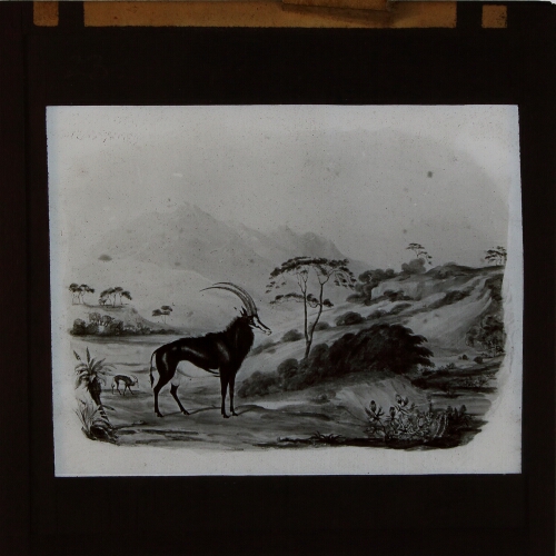 Drawing of antelope in landscape