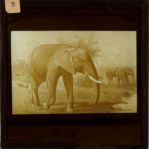 Elephant, African – secondary view of slide