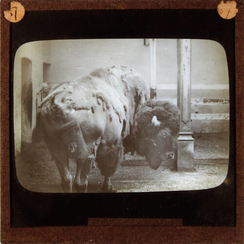 Bison in zoo animal house