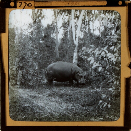 Hippopotamus in woodland