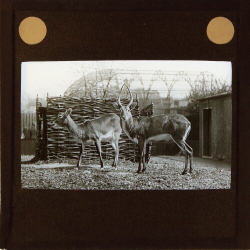 Male and female antelope in zoo enclosure