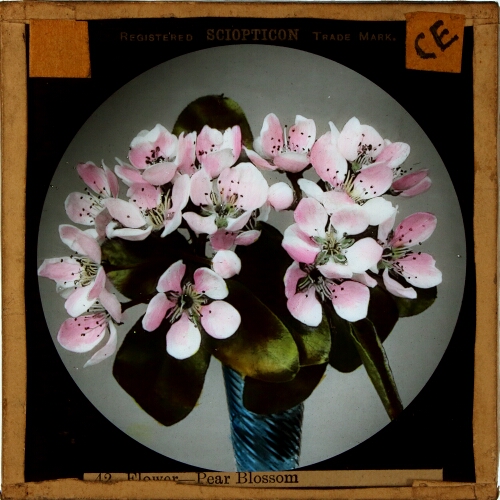 Flower -- Pear Blossom